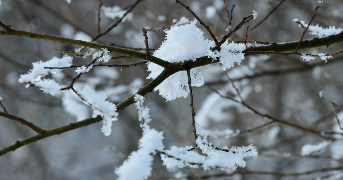 Météo France : Froid, Bise Et Neige Attendus Pour La Fin De Semaine Météo France : Froid, Bise Et Neige Attendus Pour La Fin De Semaine