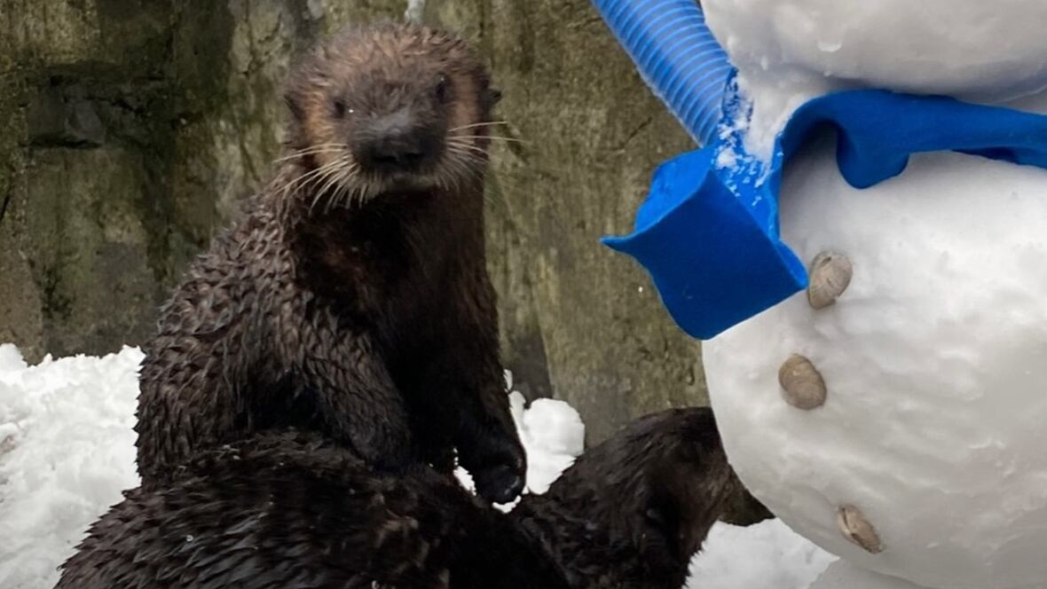 Rescued Baby Sea Otters' First Encounter With Snow Rescued Baby Sea Otters' First Encounter With Snow