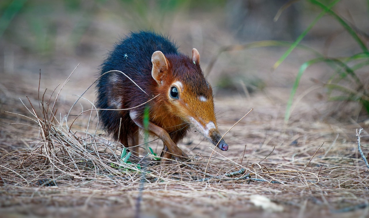 US Discovery Of Potentially Deadly Zoonotic Virus Raises Human Transmission Fears US Discovery Of Potentially Deadly Zoonotic Virus Raises Human Transmission Fears