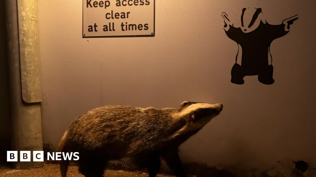 Wildlife Photographer Captures Banksy-Inspired Badger Wildlife Photographer Captures Banksy-Inspired Badger